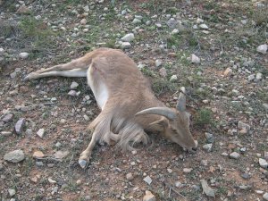 La crisis reactiva la caza furtiva de arruíes en Sierra del Cid